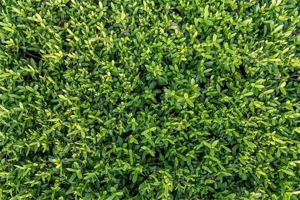 砂漠の庭におすすめ！日向植物10選と育て方のポイント