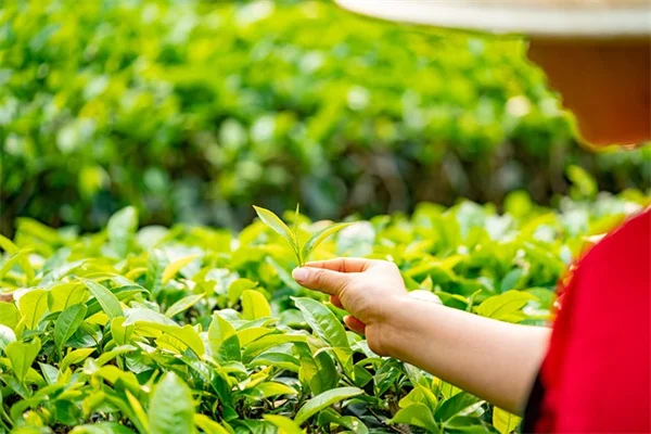 雑草を防ぎつつ踏むと香る！石畳の隙間におすすめのハーブ5選