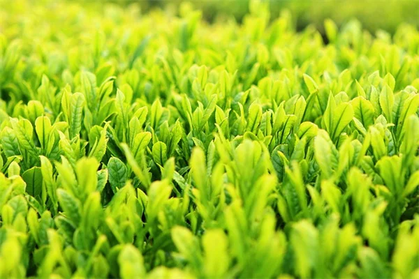 牡丹の病気を実体験から解説！よくある6つの病気の治療法と予防策