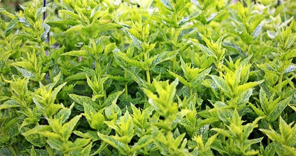 春の宿根草株分け完全ガイド｜無料で増やすコツと失敗しない時期