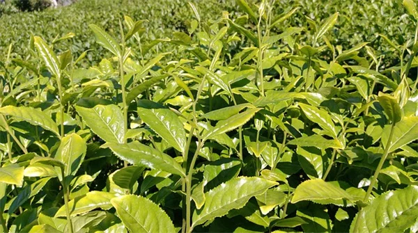 侵食性植物の除去に効く！プロが厳選した道具と正しい使い方