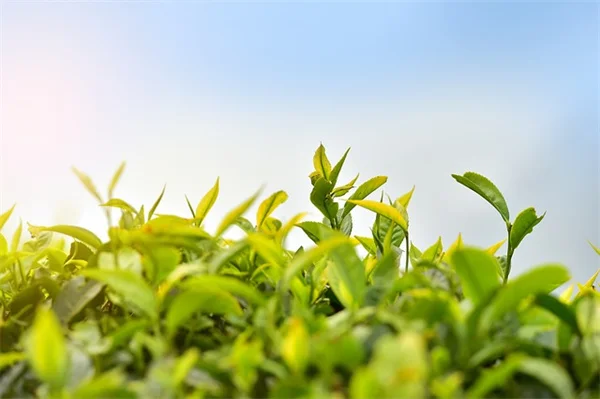 観葉植物の光量を「影の濃さ」で判断する方法