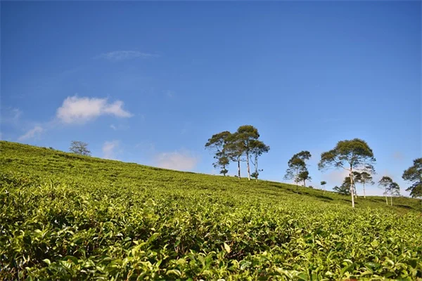 秋番茄の甘さを引き出す3つの催熟法